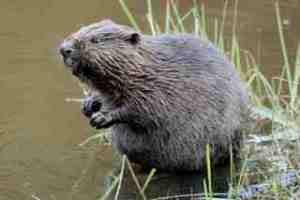 Ceci n'est pas une crocodille.