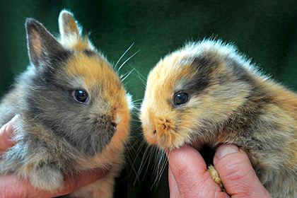 No hear today, gone tomorrow.