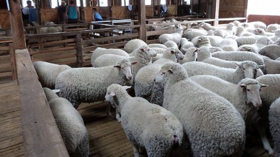 Sheep under the sheets?