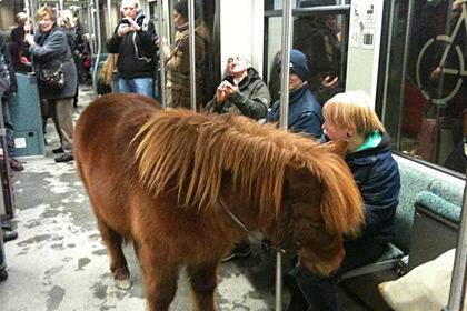 Ich glaub mich tritt ein Pferd.