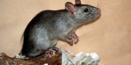Rat