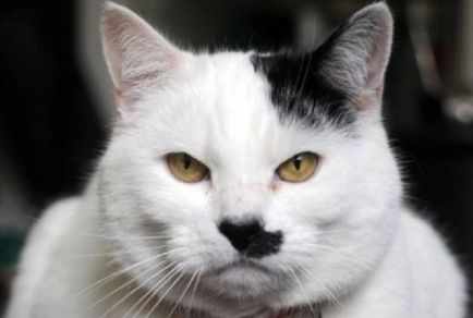 Kitler