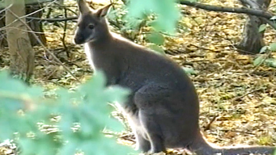 Kangaroo