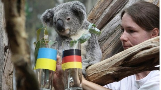 Koala